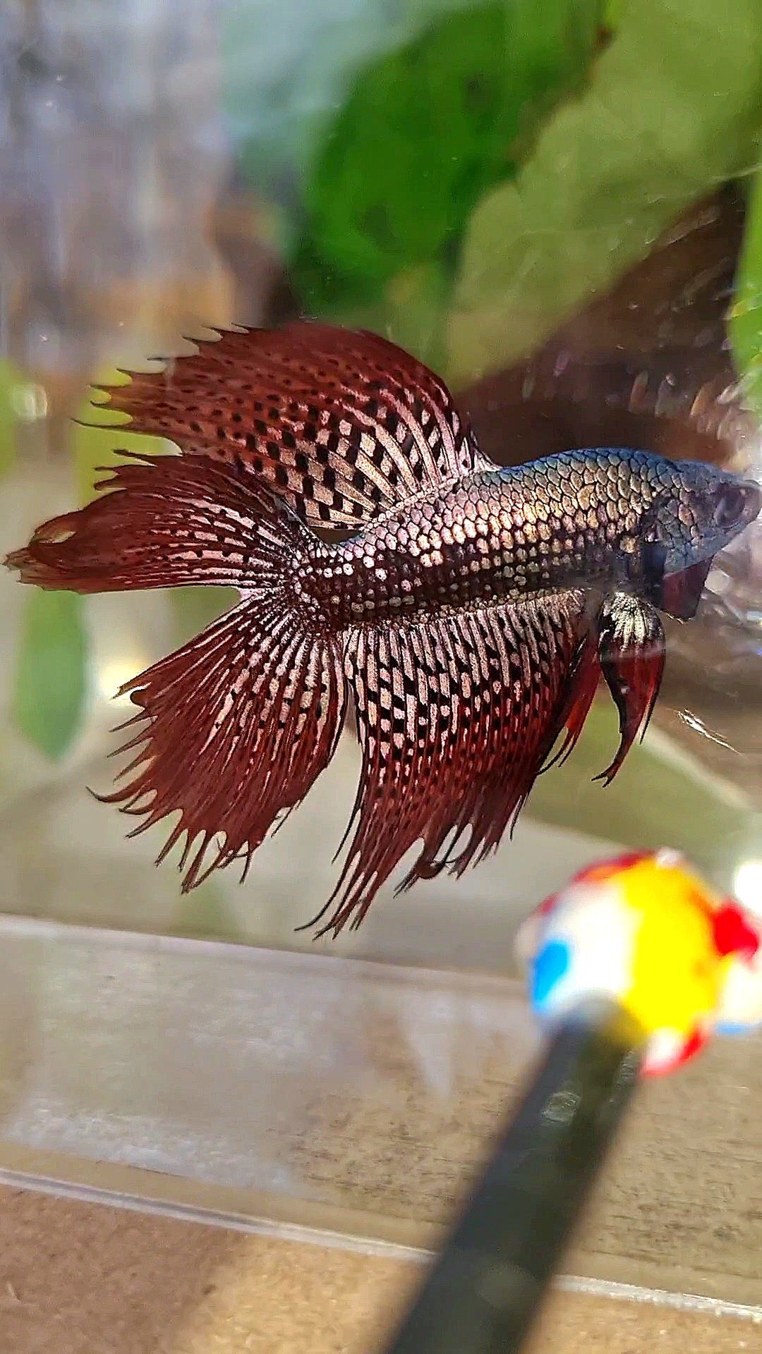 6 FISH LUXURY HALFMOON CROWNTAIL DOUBLE TAIL ALIEN COPPER SAMURAI HYBRID WILD BETTA FISH & 2 HALFMOON ROSETAIL ALIEN BLUE HYBRID WILD BETTA & FEMALE HALFMOON BLUE ALIEN HYBRID WILD BETTA & 2 FEMALE HALFMOON BLACK GALAXY AVATAR BLUE