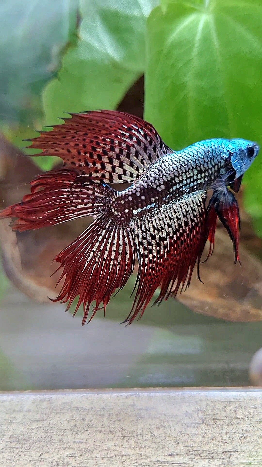 6 FISH LUXURY HALFMOON CROWNTAIL DOUBLE TAIL ALIEN COPPER SAMURAI HYBRID WILD BETTA FISH & 2 HALFMOON ROSETAIL ALIEN BLUE HYBRID WILD BETTA & FEMALE HALFMOON BLUE ALIEN HYBRID WILD BETTA & 2 FEMALE HALFMOON BLACK GALAXY AVATAR BLUE