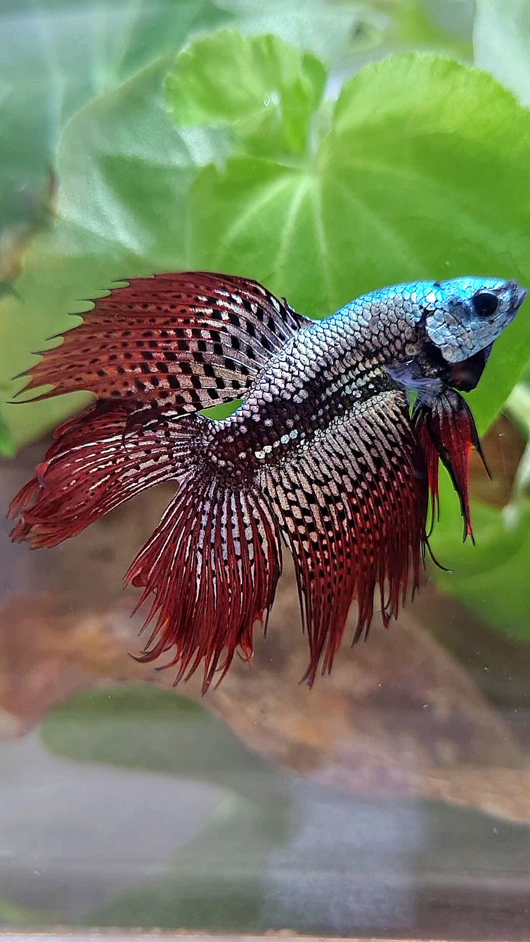 6 FISH LUXURY HALFMOON CROWNTAIL DOUBLE TAIL ALIEN COPPER SAMURAI HYBRID WILD BETTA FISH & 2 HALFMOON ROSETAIL ALIEN BLUE HYBRID WILD BETTA & FEMALE HALFMOON BLUE ALIEN HYBRID WILD BETTA & 2 FEMALE HALFMOON BLACK GALAXY AVATAR BLUE