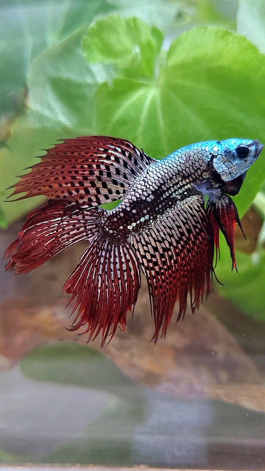 6 FISH LUXURY HALFMOON CROWNTAIL DOUBLE TAIL ALIEN COPPER SAMURAI HYBRID WILD BETTA FISH & 2 HALFMOON ROSETAIL ALIEN BLUE HYBRID WILD BETTA & FEMALE HALFMOON BLUE ALIEN HYBRID WILD BETTA & 2 FEMALE HALFMOON BLACK GALAXY AVATAR BLUE