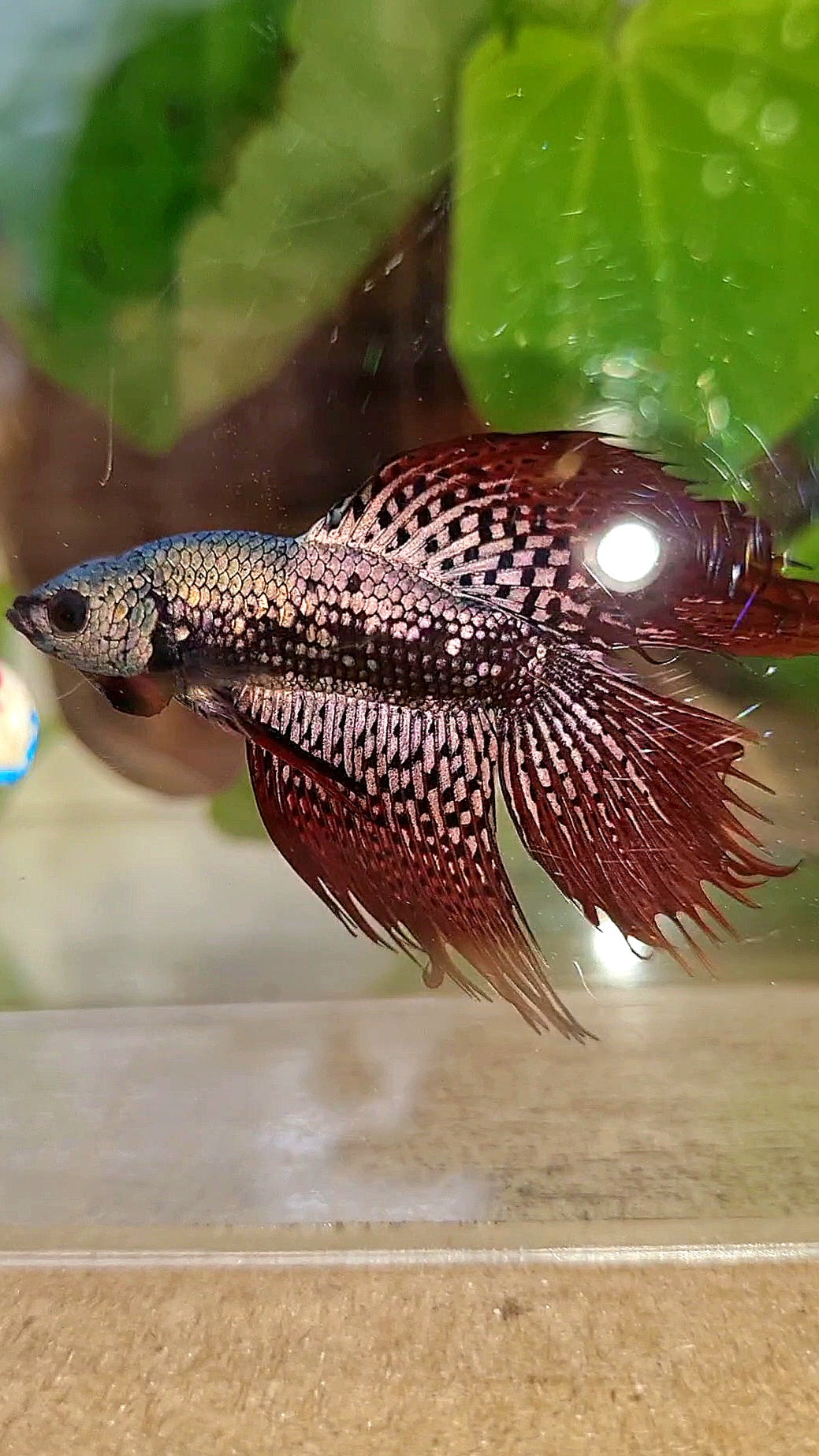 6 FISH LUXURY HALFMOON CROWNTAIL DOUBLE TAIL ALIEN COPPER SAMURAI HYBRID WILD BETTA FISH & 2 HALFMOON ROSETAIL ALIEN BLUE HYBRID WILD BETTA & FEMALE HALFMOON BLUE ALIEN HYBRID WILD BETTA & 2 FEMALE HALFMOON BLACK GALAXY AVATAR BLUE