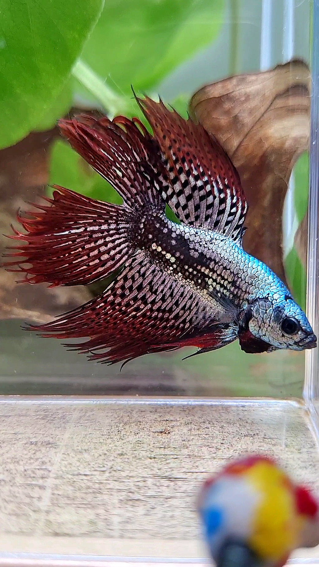 LUXURY HALFMOON CROWNTAIL DOUBLE TAIL ALIEN COPPER SAMURAI HYBRID WILD BETTA FISH