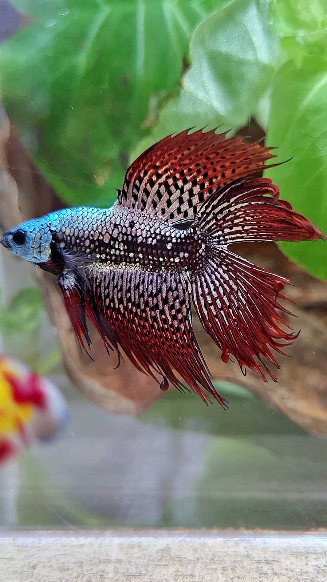 6 FISH LUXURY HALFMOON CROWNTAIL DOUBLE TAIL ALIEN COPPER SAMURAI HYBRID WILD BETTA FISH & 2 HALFMOON ROSETAIL ALIEN BLUE HYBRID WILD BETTA & FEMALE HALFMOON BLUE ALIEN HYBRID WILD BETTA & 2 FEMALE HALFMOON BLACK GALAXY AVATAR BLUE