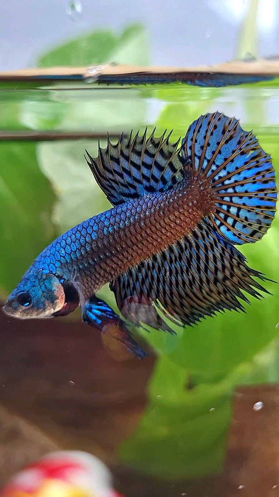 LUXURY CROWNTAIL PLAKAT ALIEN GREEN BLUE HYBRID WILD BETTA FISH