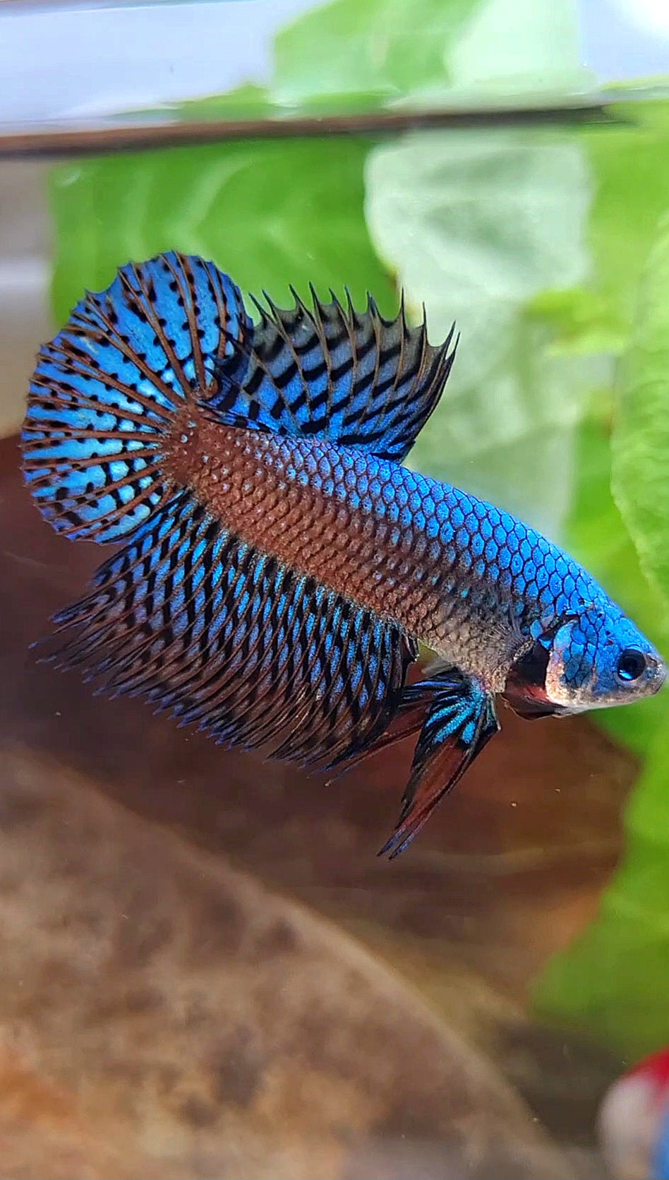 LUXURY CROWNTAIL PLAKAT ALIEN GREEN BLUE HYBRID WILD BETTA FISH