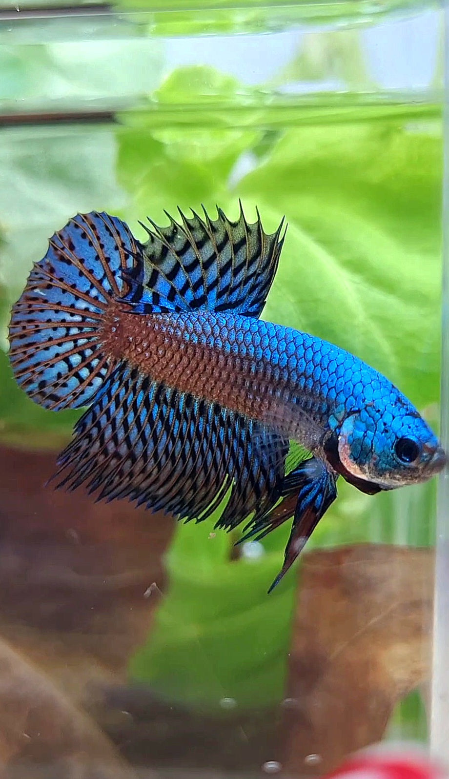 LUXURY CROWNTAIL PLAKAT ALIEN GREEN BLUE HYBRID WILD BETTA FISH