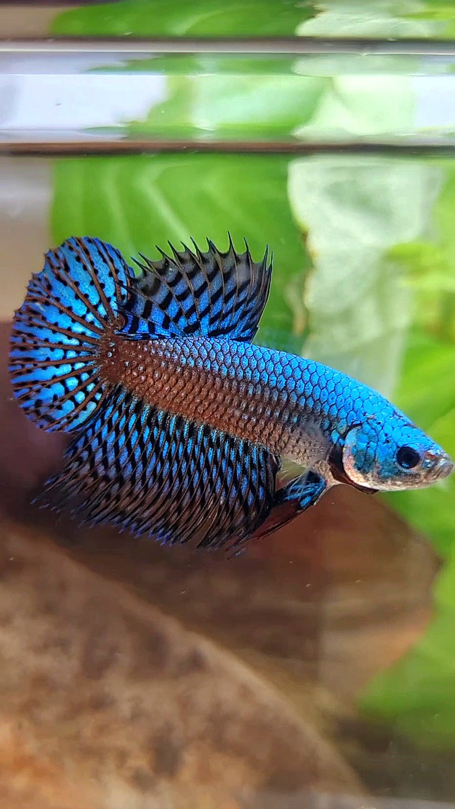 LUXURY CROWNTAIL PLAKAT ALIEN GREEN BLUE HYBRID WILD BETTA FISH