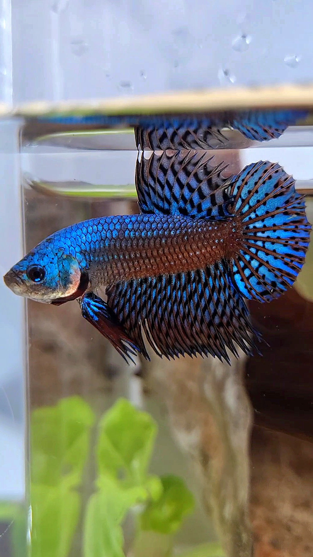 LUXURY CROWNTAIL PLAKAT ALIEN GREEN BLUE HYBRID WILD BETTA FISH