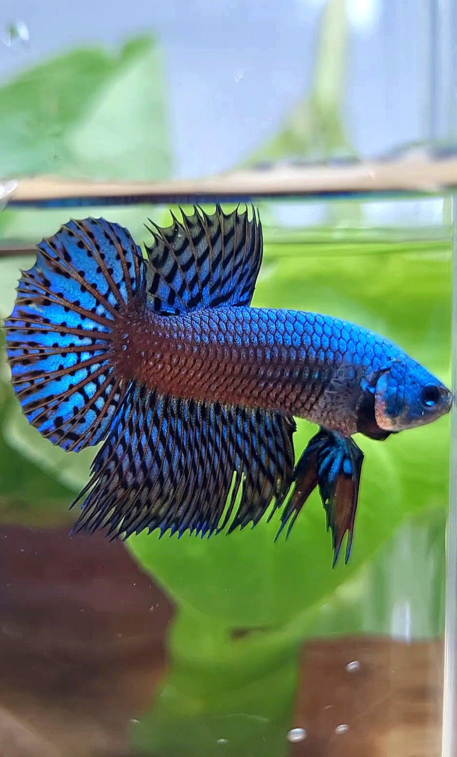 LUXURY CROWNTAIL PLAKAT ALIEN GREEN BLUE HYBRID WILD BETTA FISH