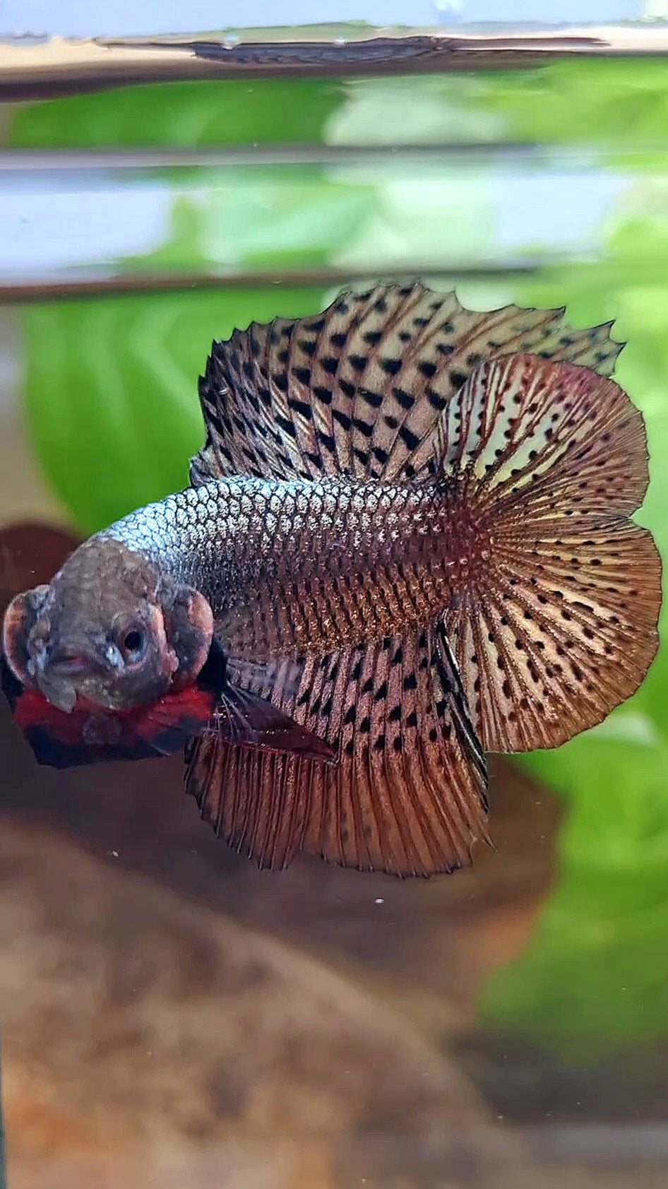 LUXURY HMPK DOUBLE TAIL ALIEN COPPER BROWN HYBRID WILD BETTA FISH