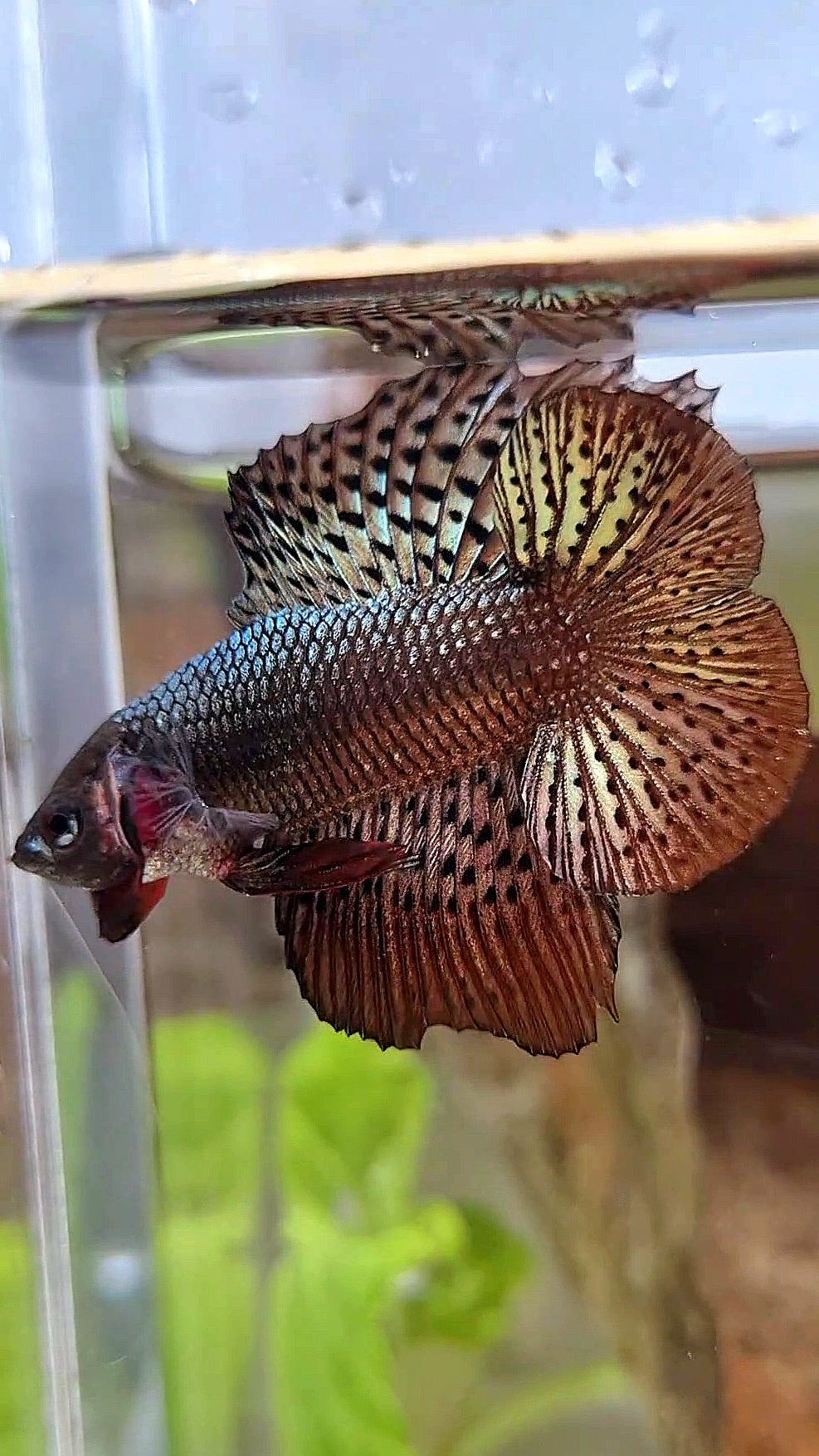 LUXURY HMPK DOUBLE TAIL ALIEN COPPER BROWN HYBRID WILD BETTA FISH