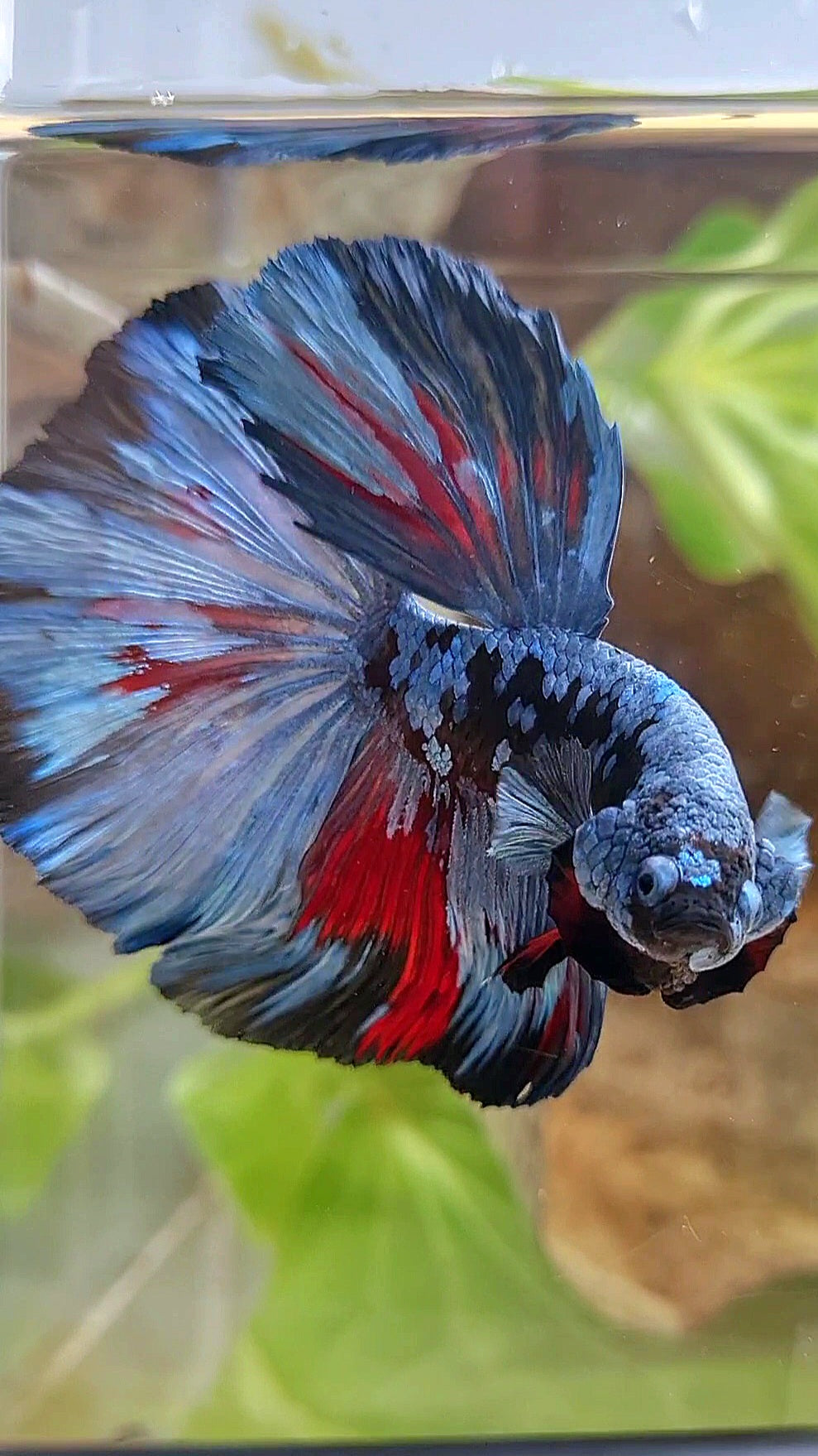 HALFMOON ROSETAIL BLACK GALAXY BLUE GRAY PATTERN BETTA FISH