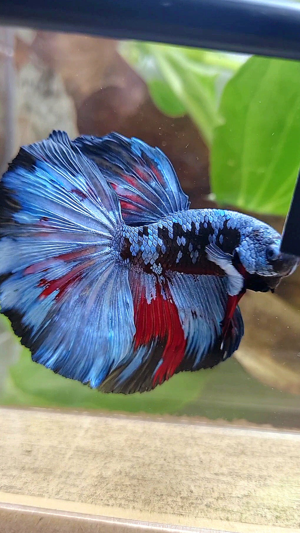 HALFMOON ROSETAIL BLACK GALAXY BLUE GRAY PATTERN BETTA FISH