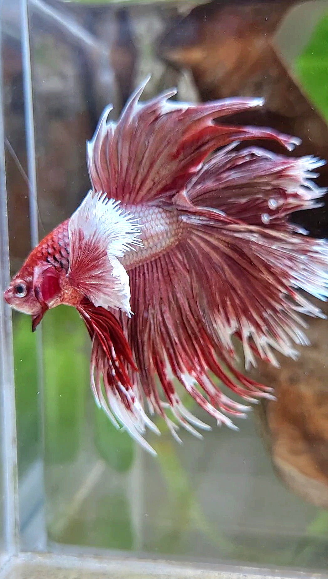 LUXURY HALFMOON DOUBLE TAIL DUMBO EAR CROWNTAIL ROSEGOLD BETTA FISH