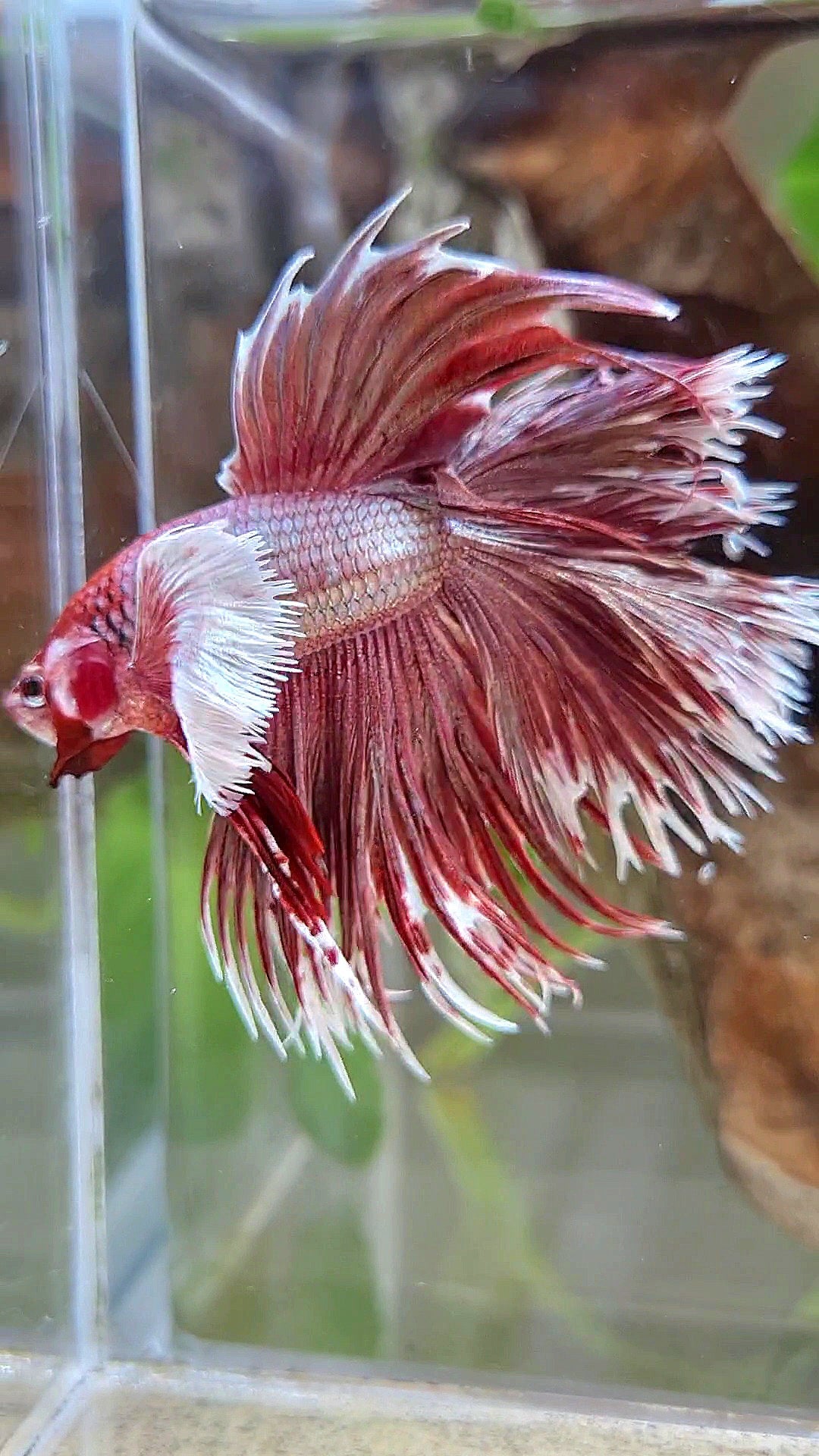 LUXURY HALFMOON DOUBLE TAIL DUMBO EAR CROWNTAIL ROSEGOLD BETTA FISH