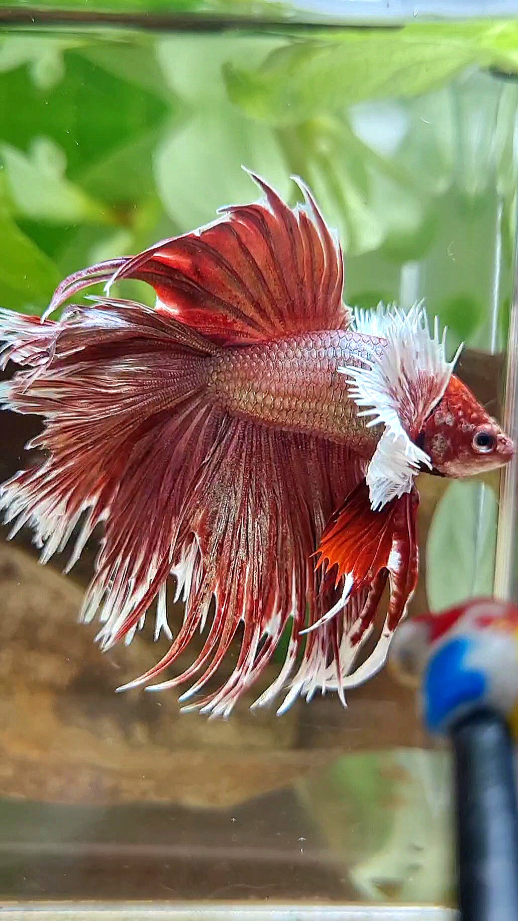 LUXURY HALFMOON DOUBLE TAIL DUMBO EAR CROWNTAIL ROSEGOLD BETTA FISH