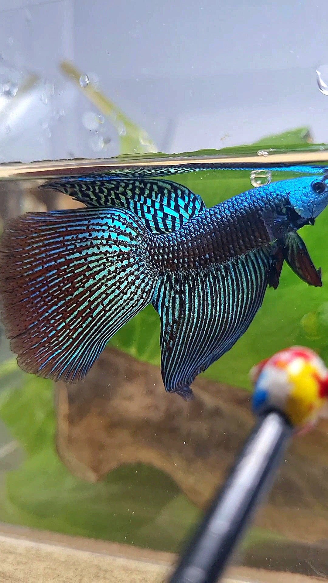 LONGFIN DELTA ALIEN GREEN HYBRID WILD BETTA FISH