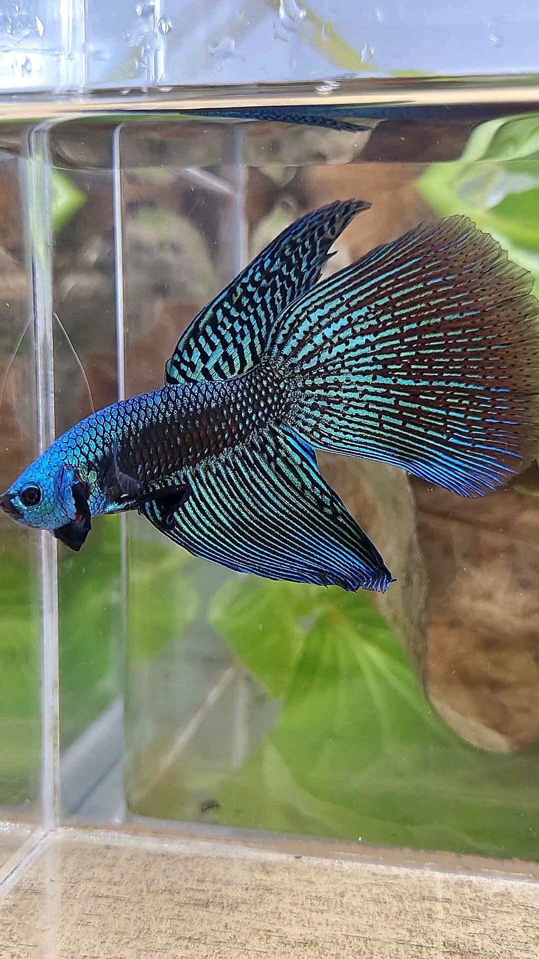 LONGFIN DELTA ALIEN GREEN HYBRID WILD BETTA FISH