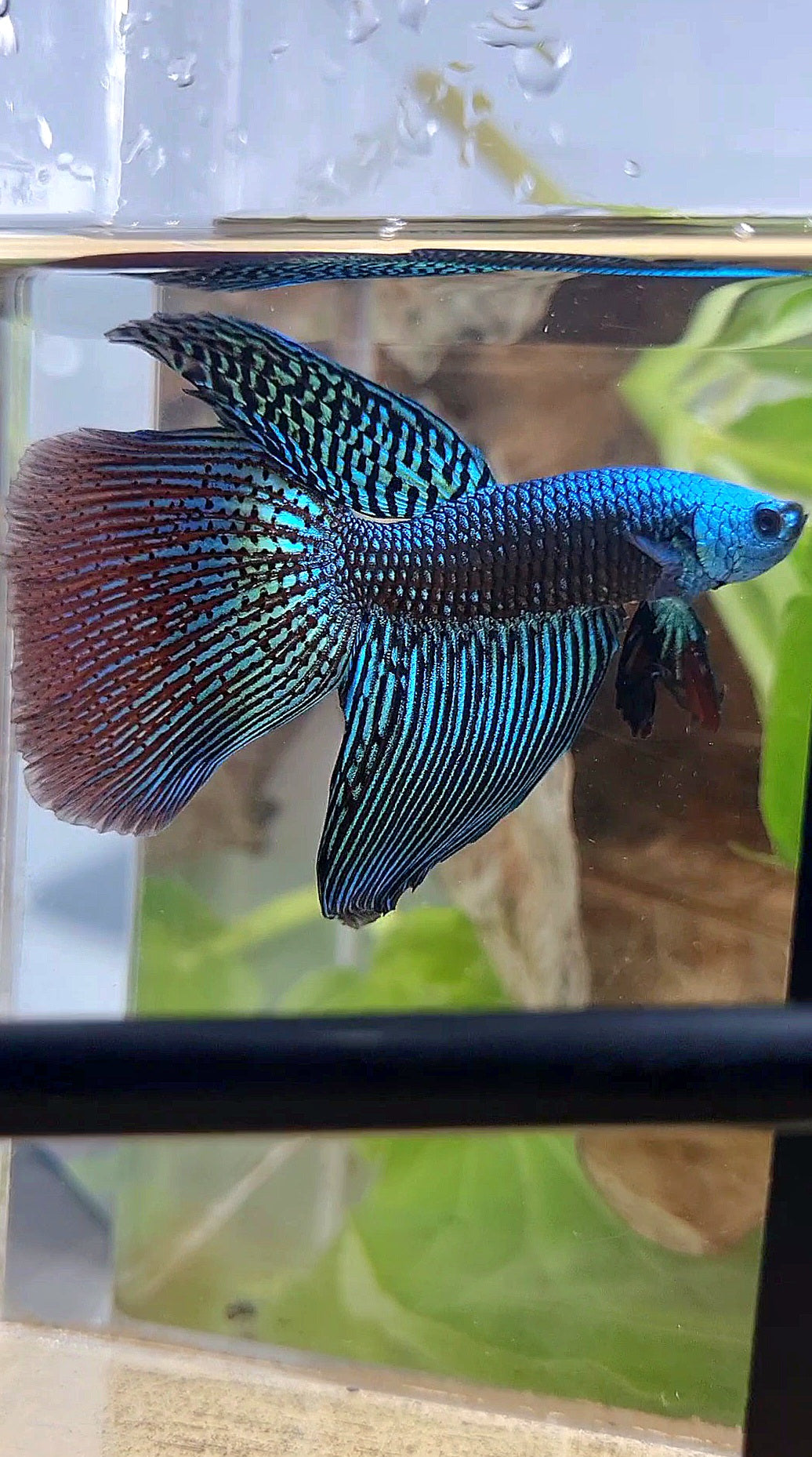 LONGFIN DELTA ALIEN GREEN HYBRID WILD BETTA FISH