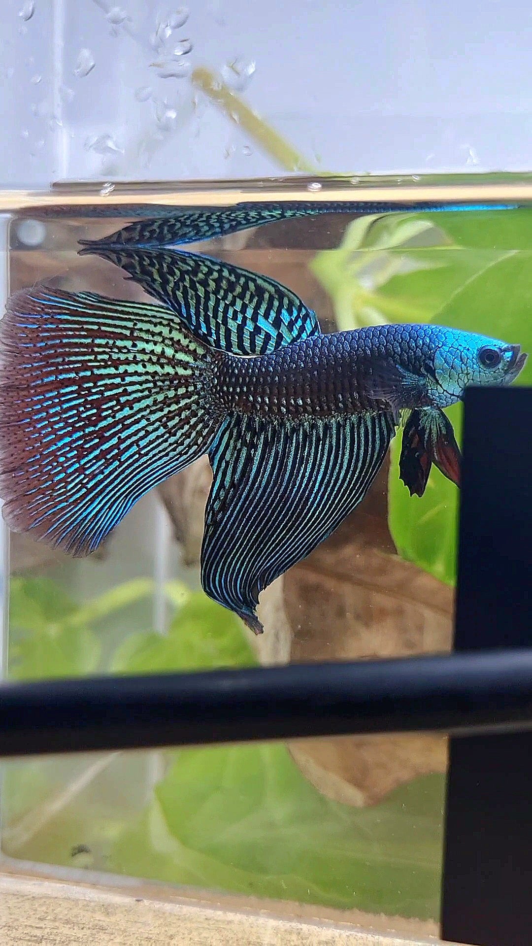 LONGFIN DELTA ALIEN GREEN HYBRID WILD BETTA FISH