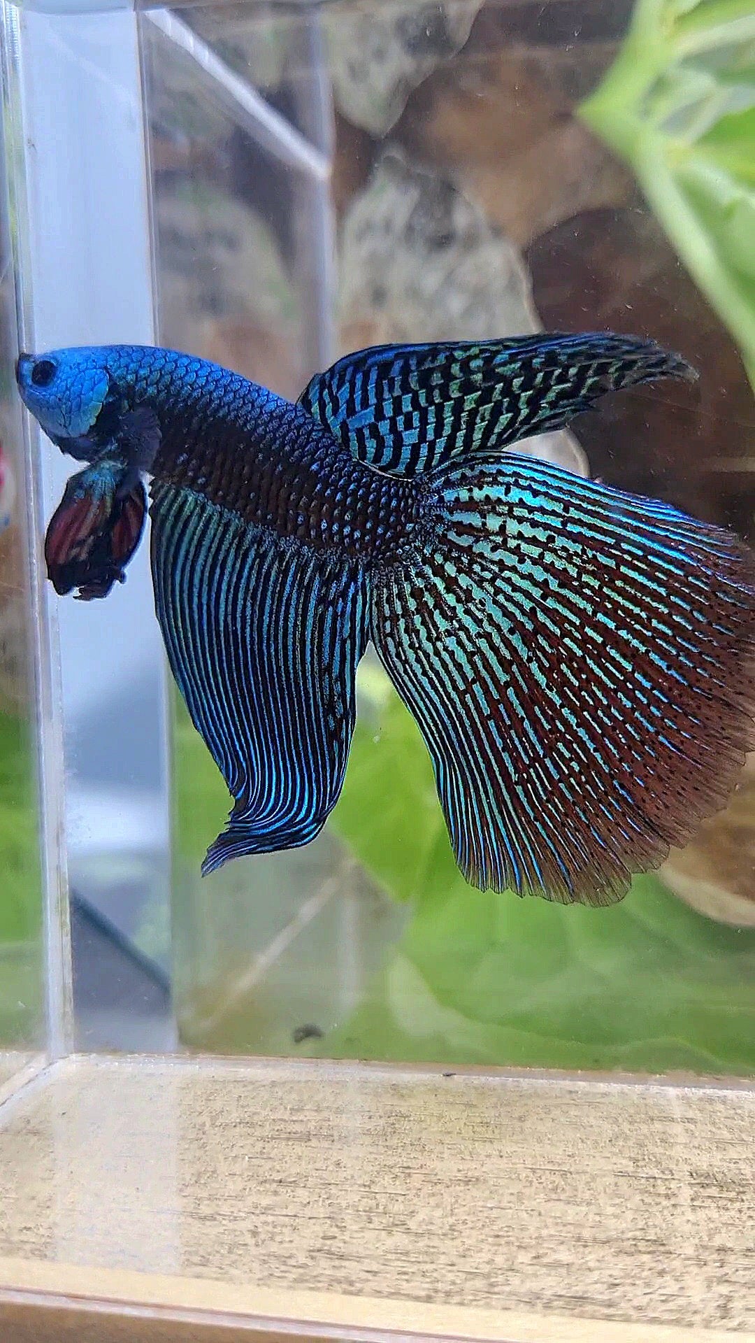 LONGFIN DELTA ALIEN GREEN HYBRID WILD BETTA FISH