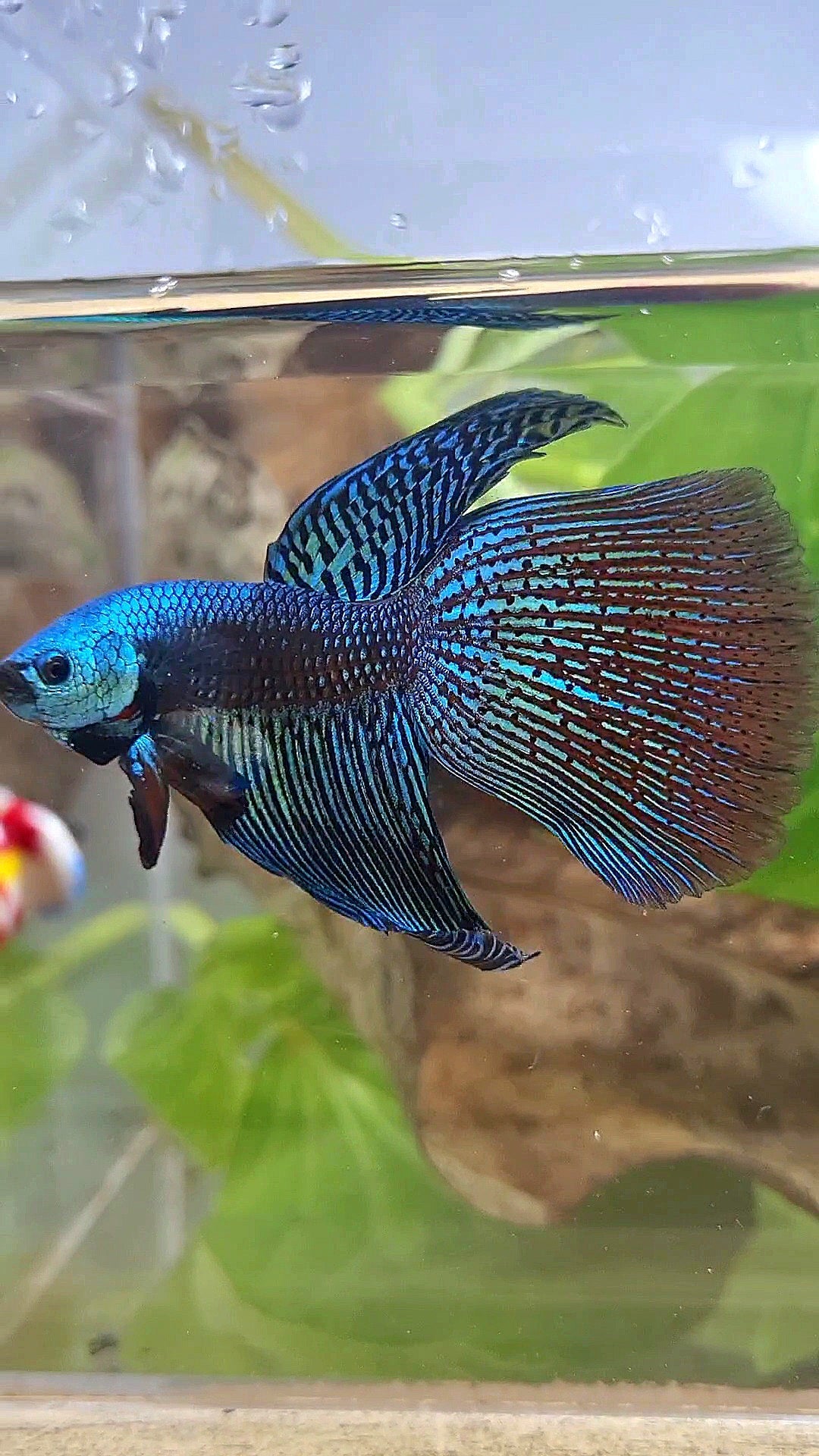 LONGFIN DELTA ALIEN GREEN HYBRID WILD BETTA FISH