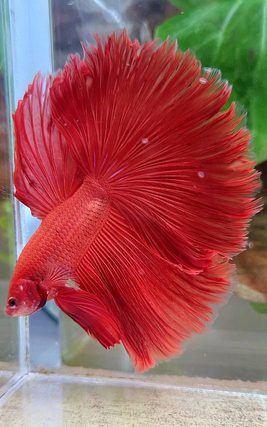 HALFMOON OVERTAIL ROSETAIL SUPER RED BETTA FISH