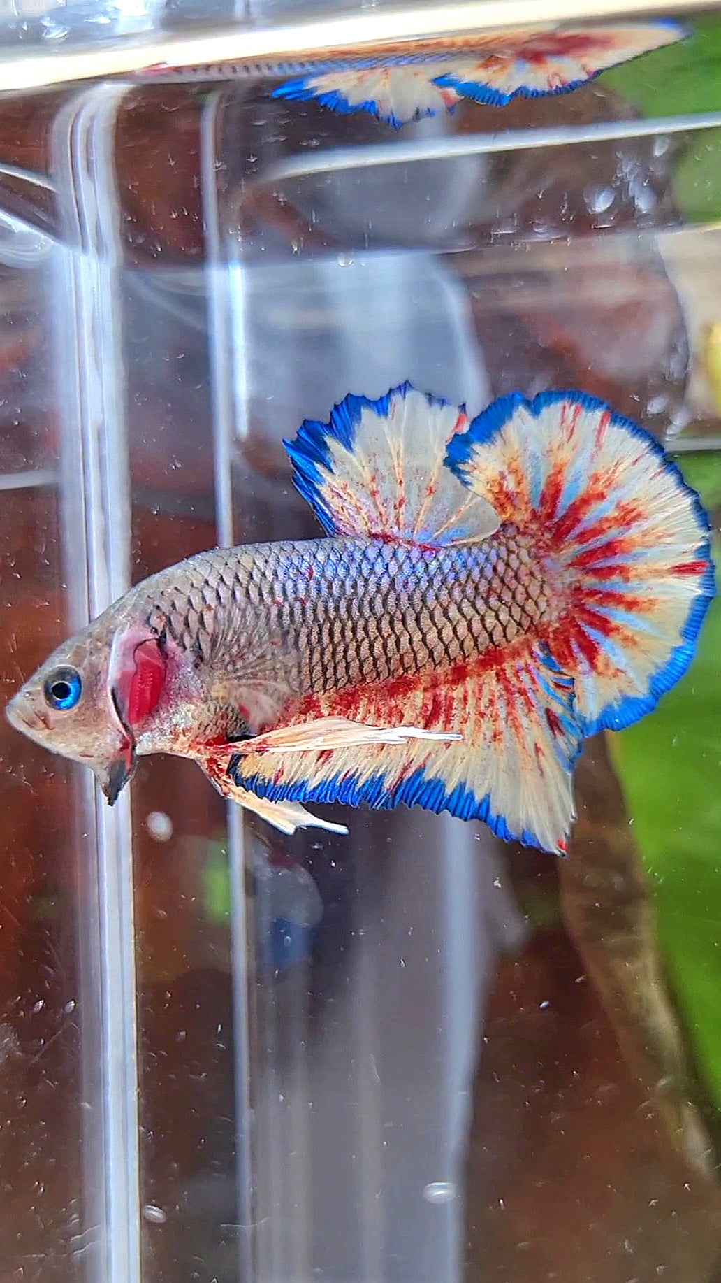 PLAKAT SUPER VANDA DARK PINEAPPLE BETTA FISH