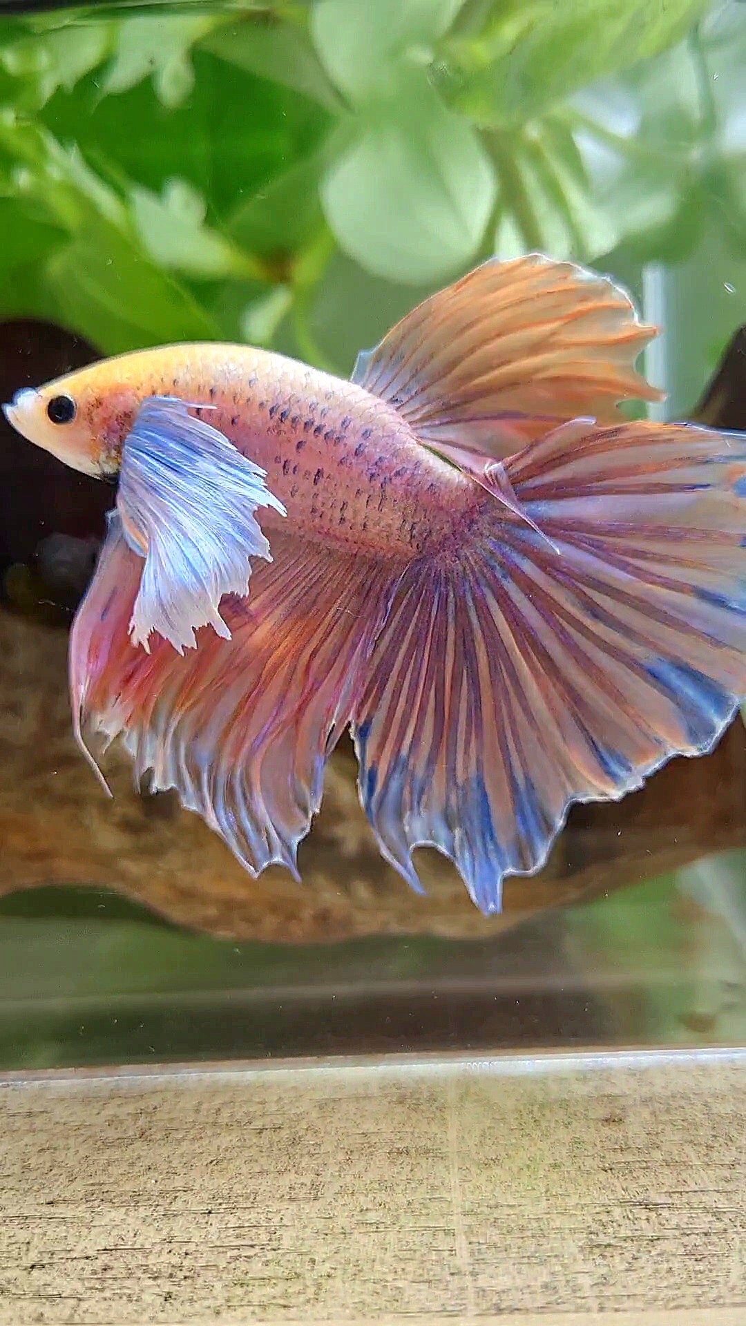 HALFMOON SUPER DUMBO EAR ORANGE MASCOT BETTA FISH