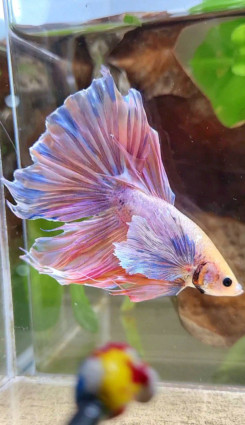 HALFMOON SUPER DUMBO EAR ORANGE MASCOT BETTA FISH