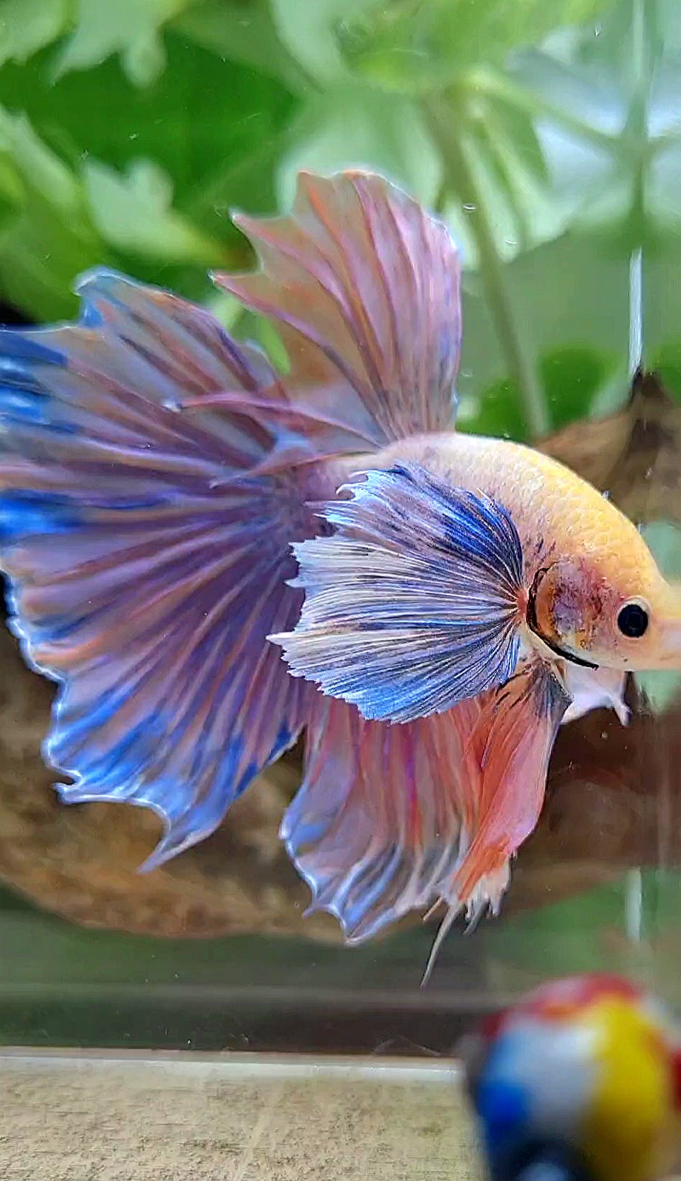 HALFMOON SUPER DUMBO EAR ORANGE MASCOT BETTA FISH