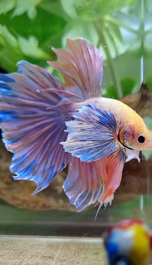 HALFMOON SUPER DUMBO EAR ORANGE MASCOT BETTA FISH