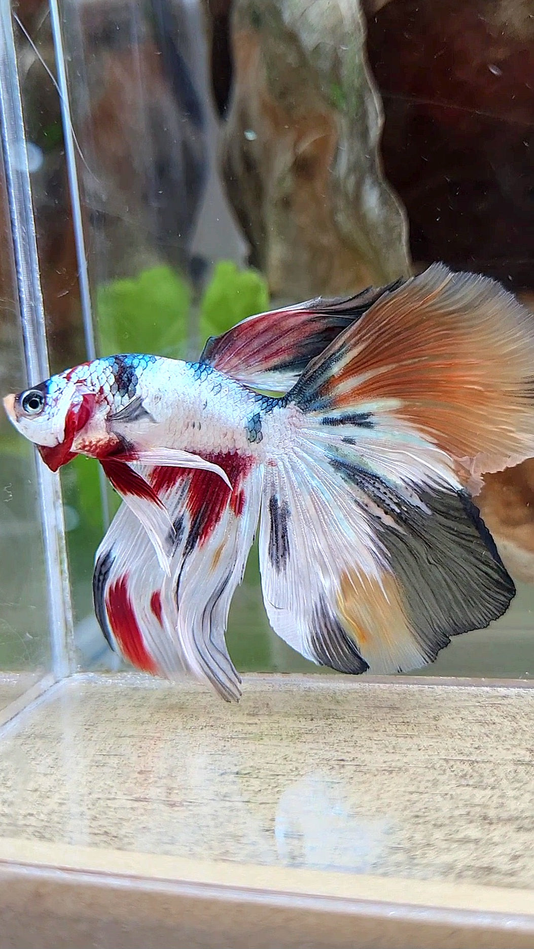 HALFMOON WHITE CANDY COPPER MULTICOLOR BETTA FISH