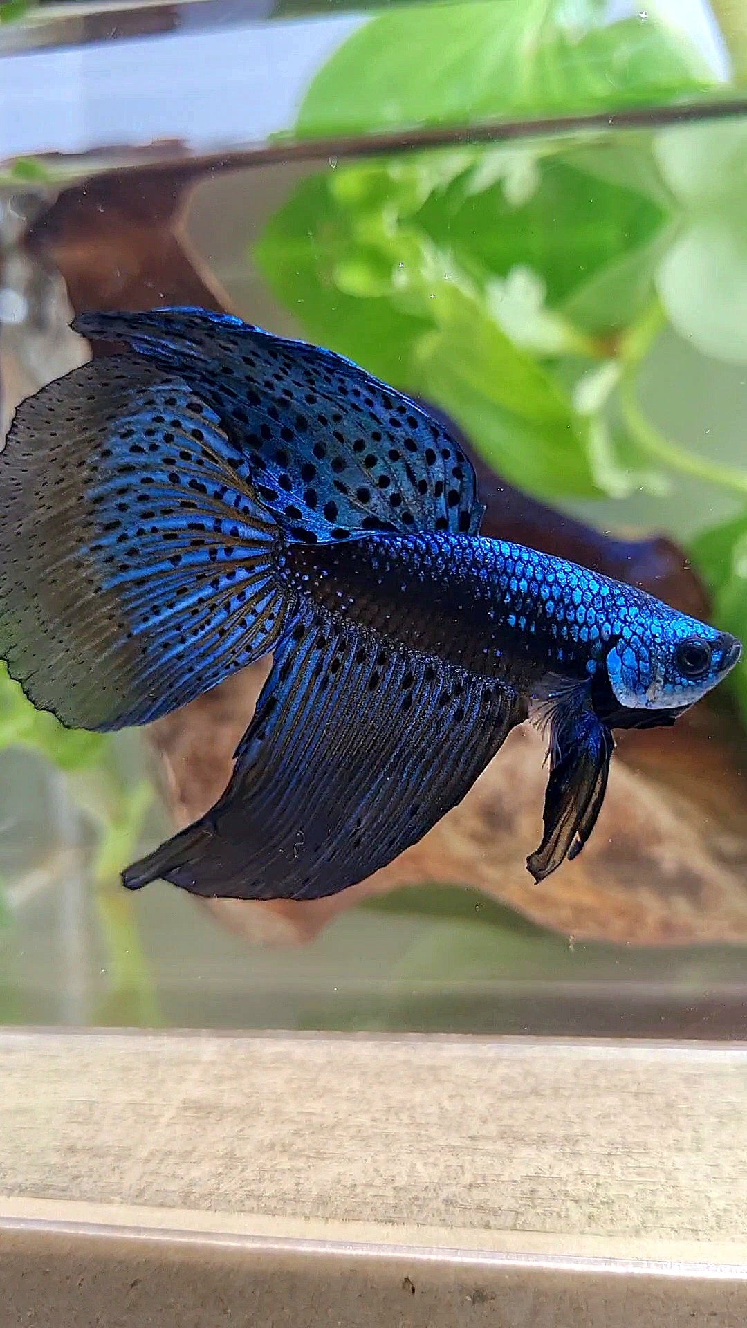 HALFMOON DELTA ALIEN BLUE GREEN HYBRID WILD BETTA FISH
