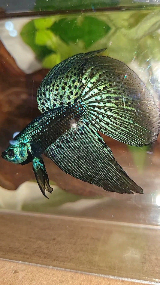 2 FISH HALFMOON DELTA ALIEN BLUE GREEN HYBRID WILD BETTA FISH & FEMALE VEILTAIL SUPER RED