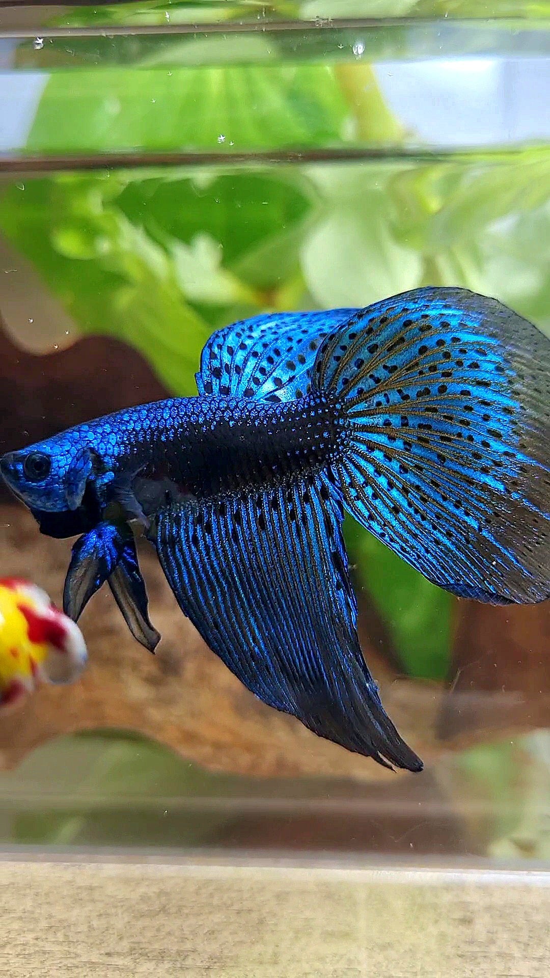 2 FISH HALFMOON DELTA ALIEN BLUE GREEN HYBRID WILD BETTA FISH & FEMALE VEILTAIL SUPER RED