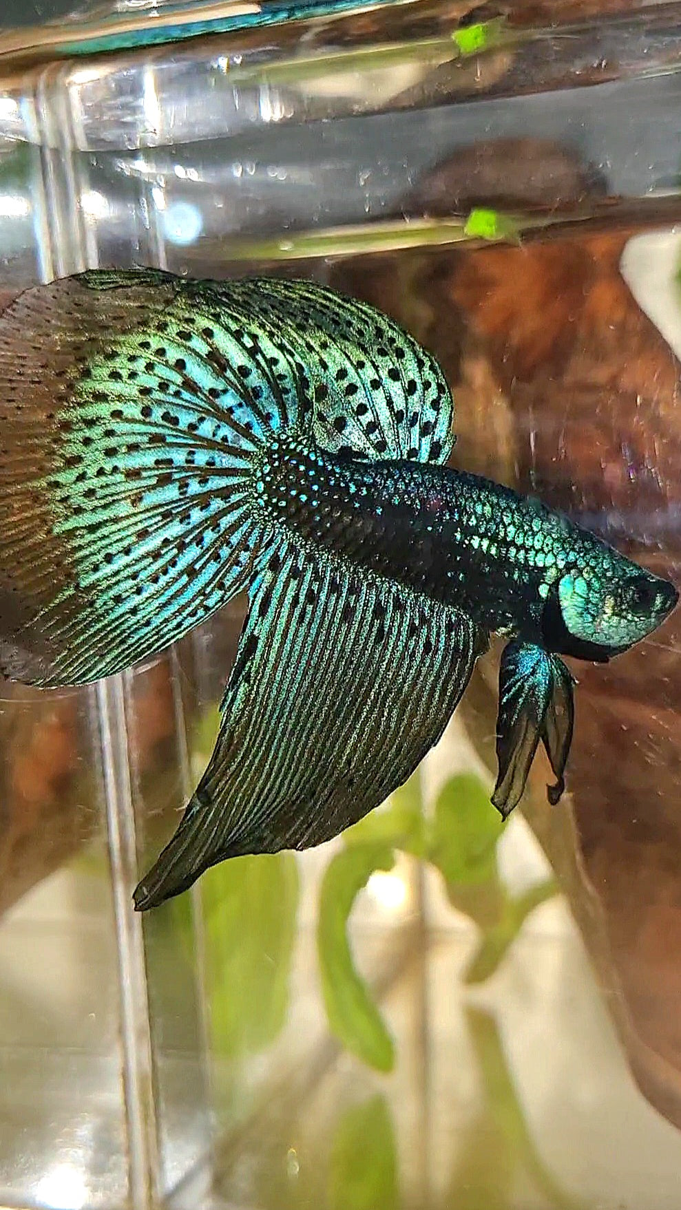 2 FISH HALFMOON DELTA ALIEN BLUE GREEN HYBRID WILD BETTA FISH & FEMALE VEILTAIL SUPER RED