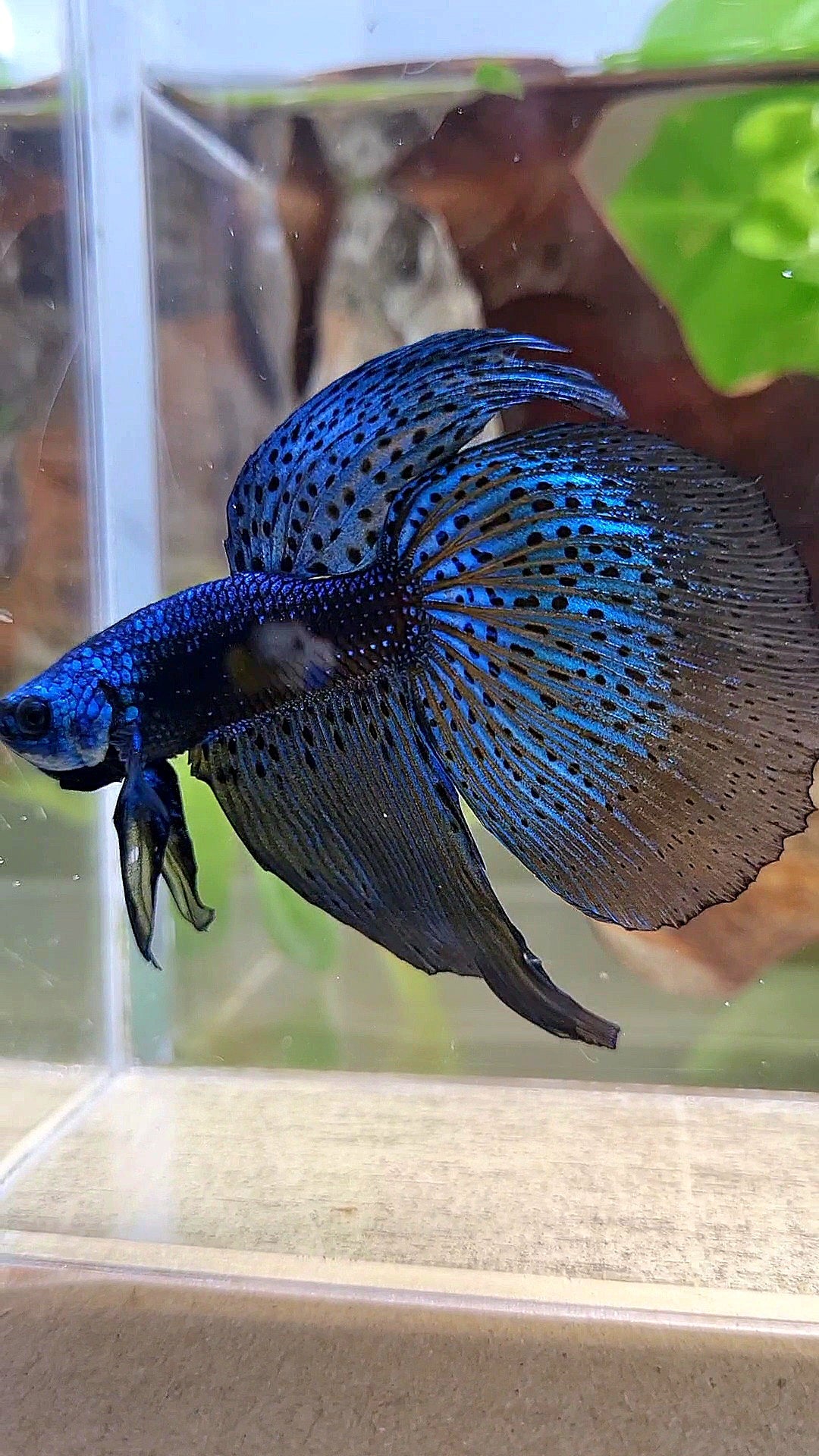 2 FISH HALFMOON DELTA ALIEN BLUE GREEN HYBRID WILD BETTA FISH & FEMALE VEILTAIL SUPER RED