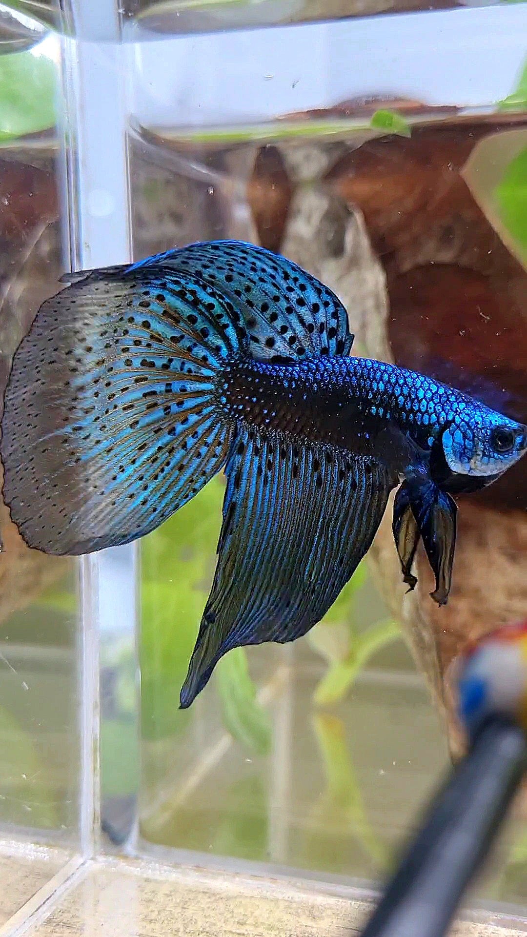 2 FISH HALFMOON DELTA ALIEN BLUE GREEN HYBRID WILD BETTA FISH & FEMALE VEILTAIL SUPER RED
