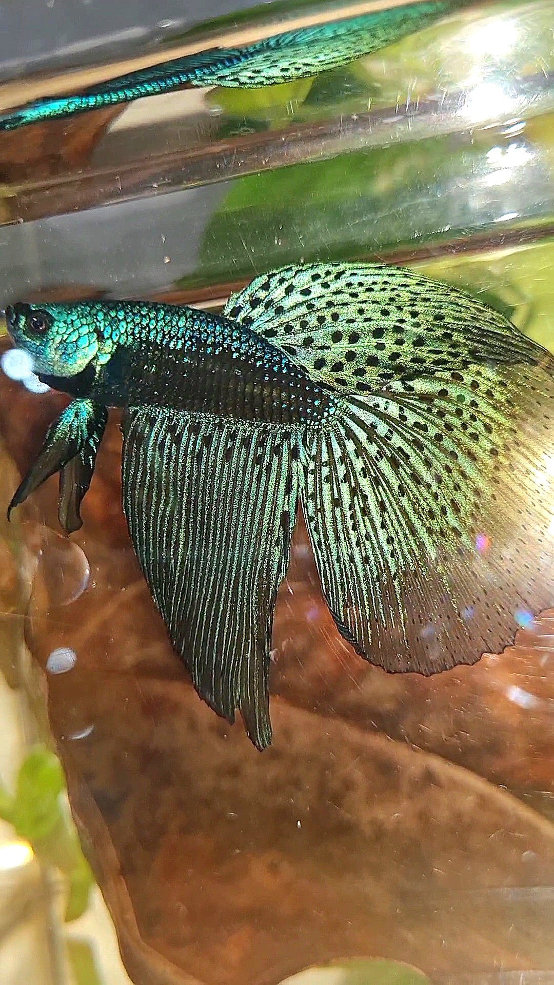 2 FISH HALFMOON DELTA ALIEN BLUE GREEN HYBRID WILD BETTA FISH & FEMALE VEILTAIL SUPER RED