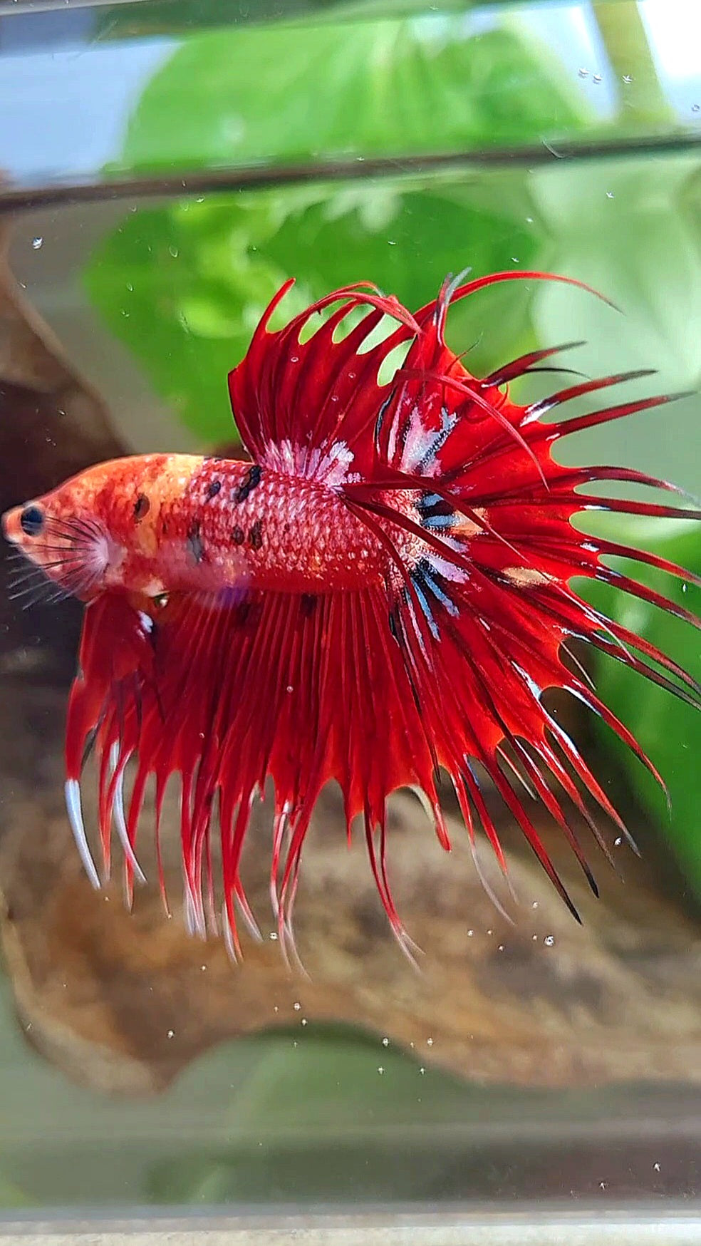 CROWNTAIL RED METALLIC MULTICOLOR BETTA FISH