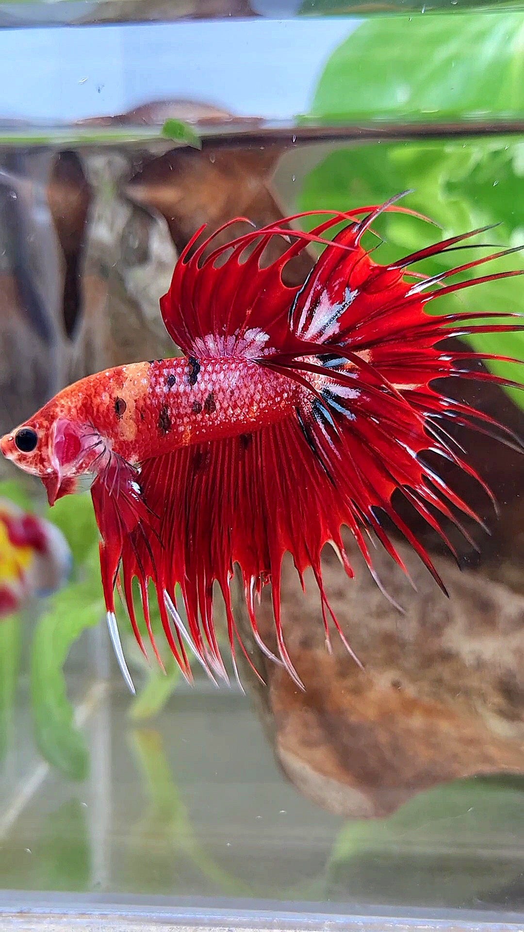 CROWNTAIL RED METALLIC MULTICOLOR BETTA FISH