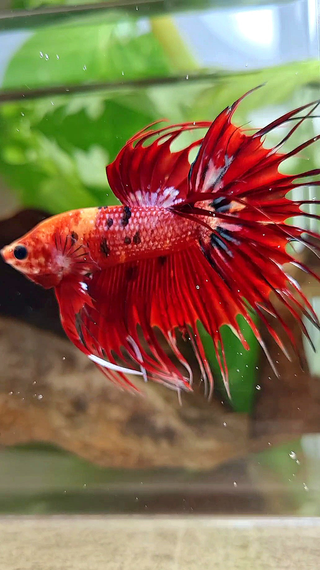 CROWNTAIL RED METALLIC MULTICOLOR BETTA FISH