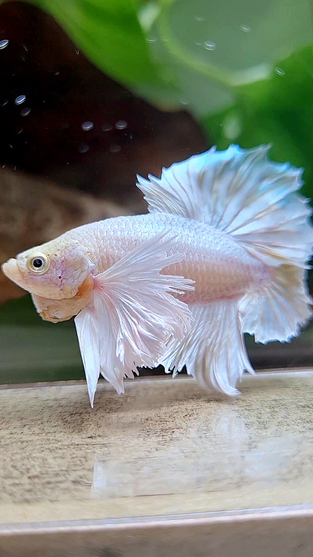 LUXURY PLAKAT DUMBO EAR DOUBLE TAIL DUMBO EAR WHITE YELLOW WASH BETTA FISH