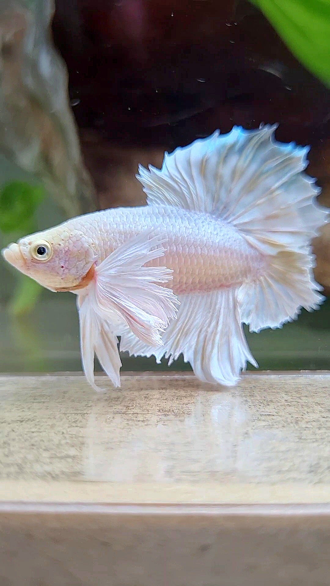 LUXURY PLAKAT DUMBO EAR DOUBLE TAIL DUMBO EAR WHITE YELLOW WASH BETTA FISH