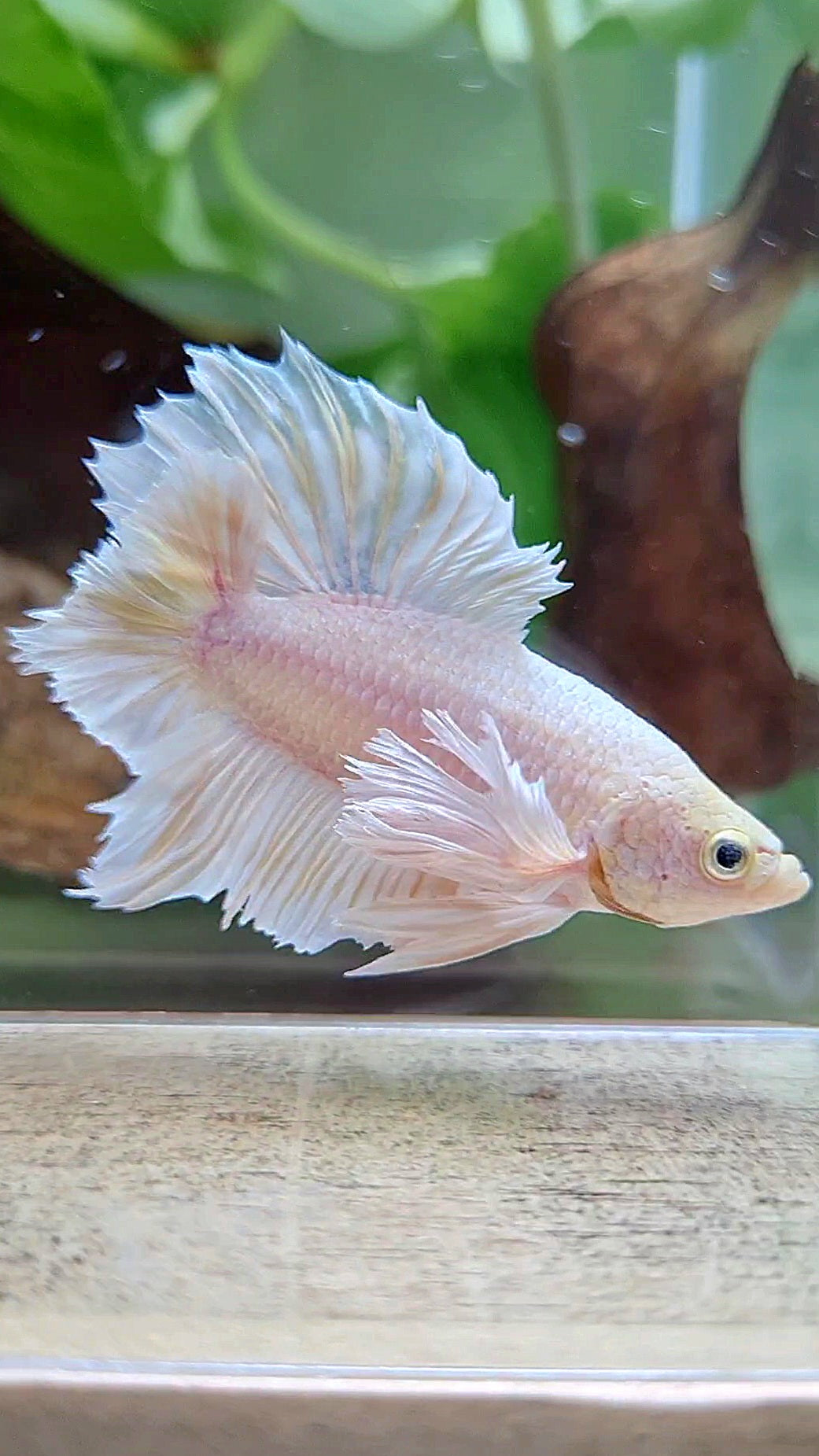 LUXURY PLAKAT DUMBO EAR DOUBLE TAIL DUMBO EAR WHITE YELLOW WASH BETTA FISH