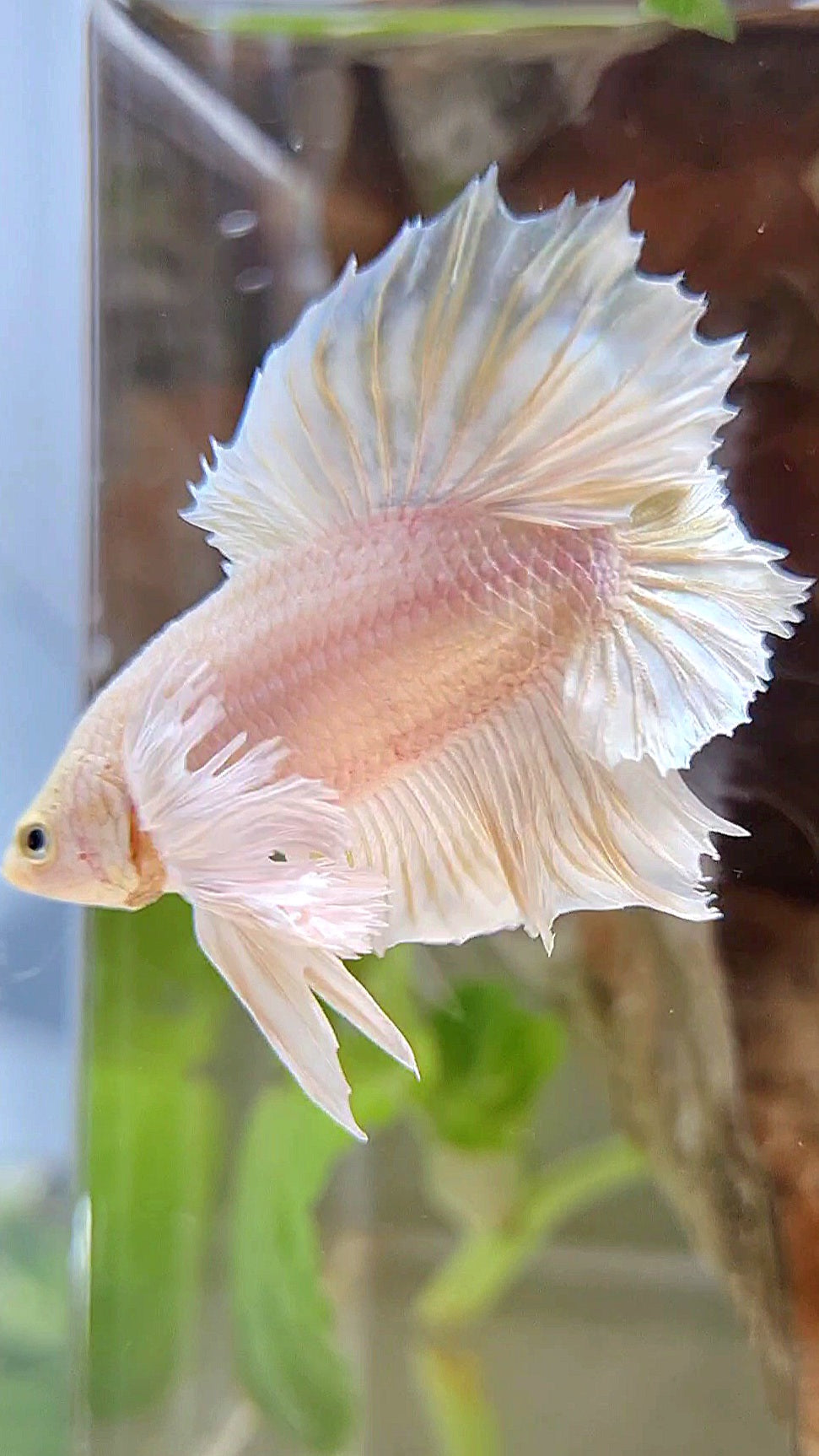 LUXURY PLAKAT DUMBO EAR DOUBLE TAIL DUMBO EAR WHITE YELLOW WASH BETTA FISH