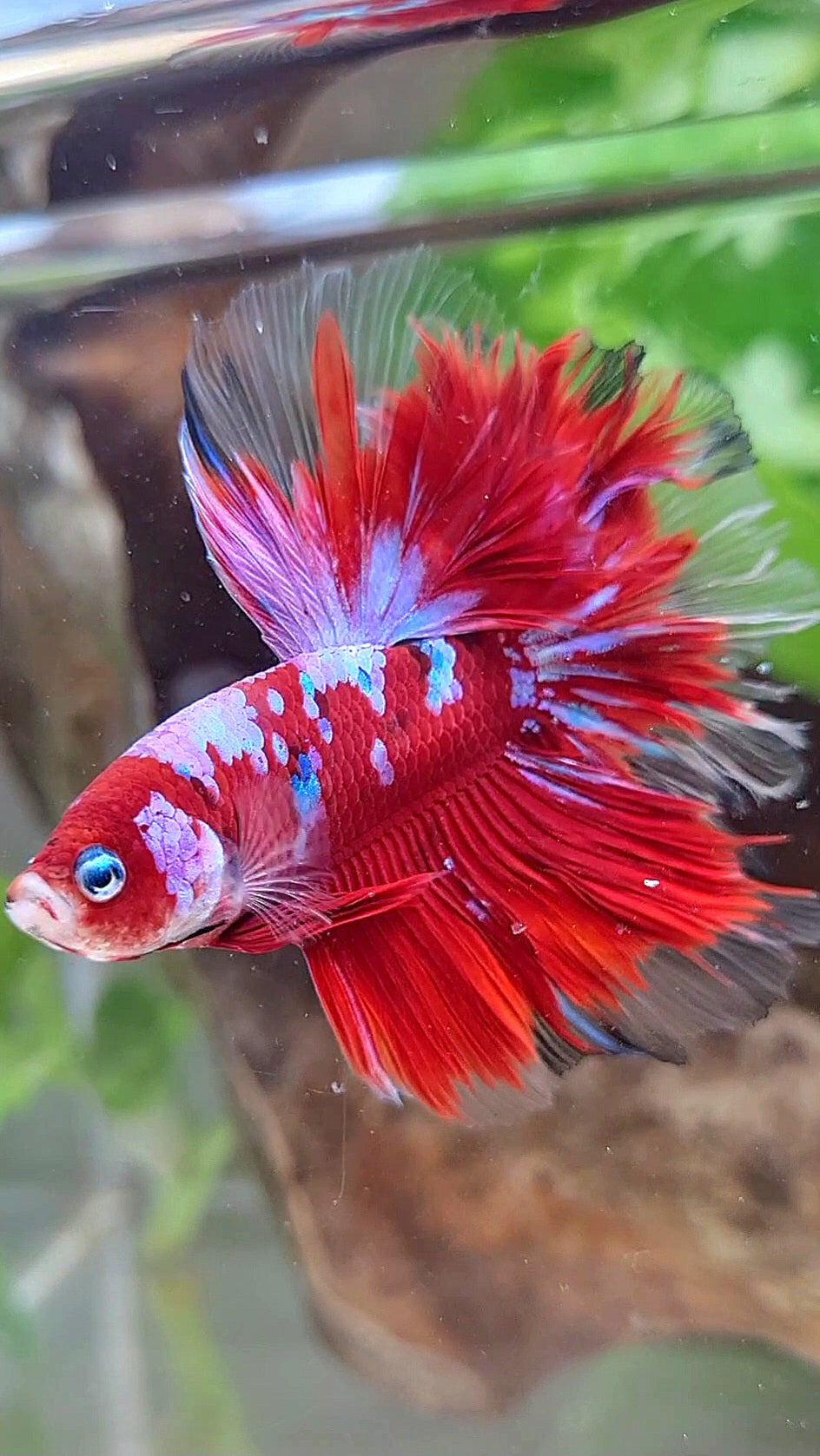 HALFMOON ROSETAIL RED PURPLE GALAXY RPG BETTA FISH