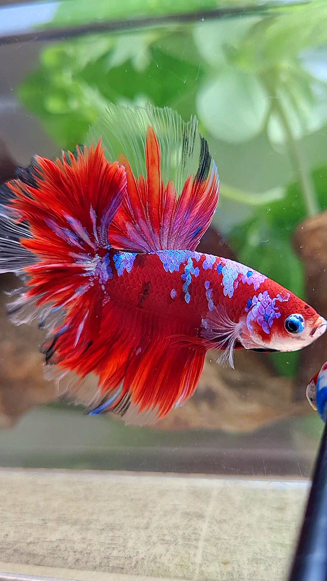 HALFMOON ROSETAIL RED PURPLE GALAXY RPG BETTA FISH