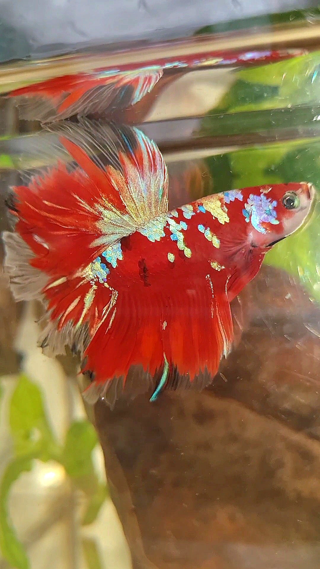 HALFMOON ROSETAIL RED PURPLE GALAXY RPG BETTA FISH